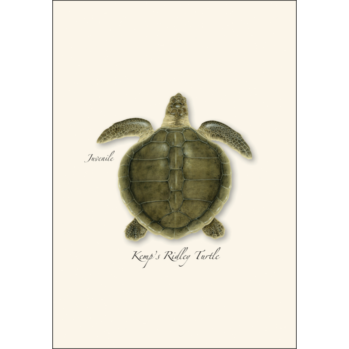 Sea Turtle Juveniles Boxed Notecards
