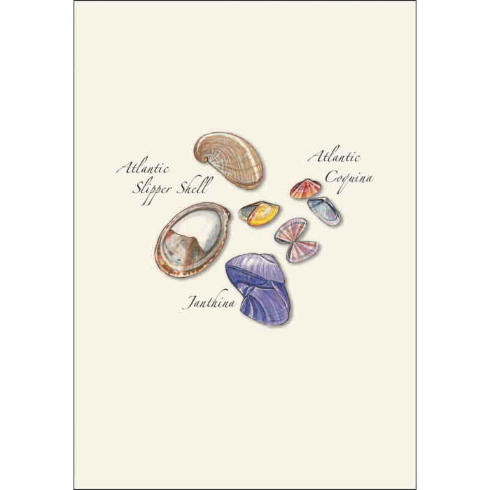 Seashell Assortment Boxed Note Cards