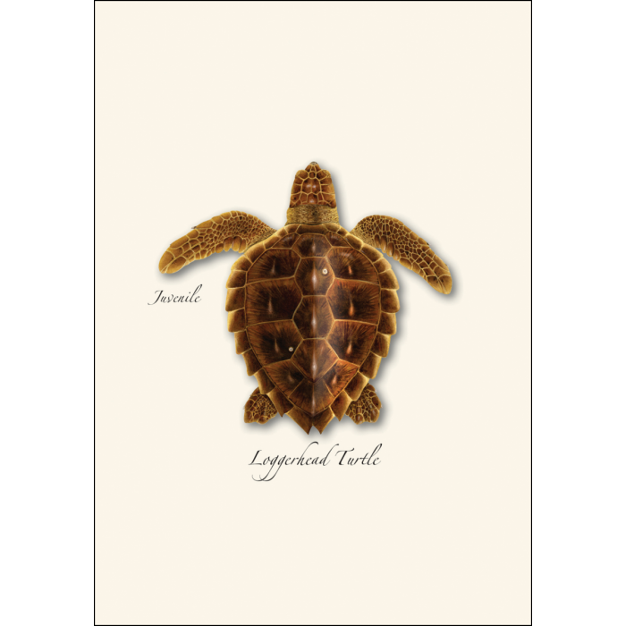 Sea Turtle Juveniles Boxed Notecards