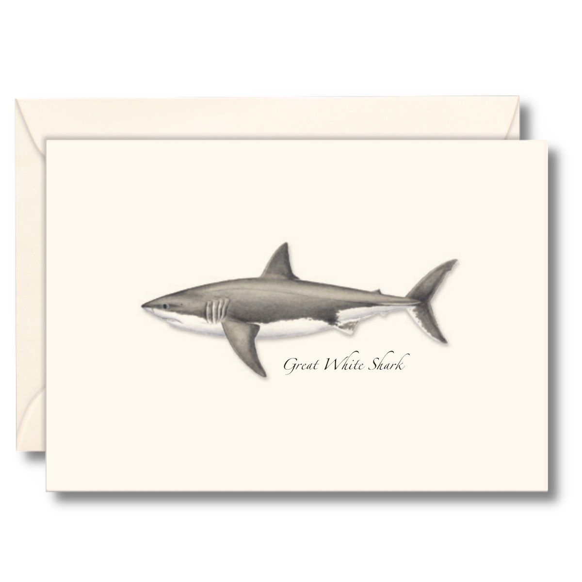 Great White Shark Boxed Notecards