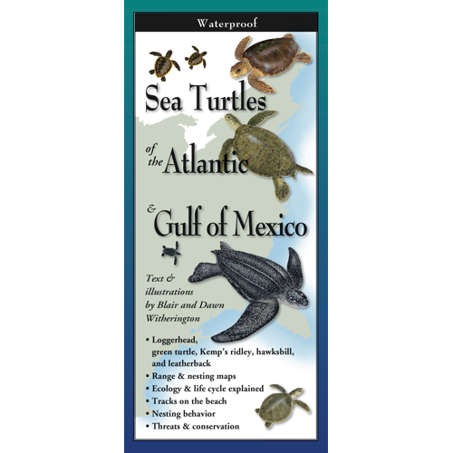 Sea Turtles of the Atlantic & Gulf of Mexico