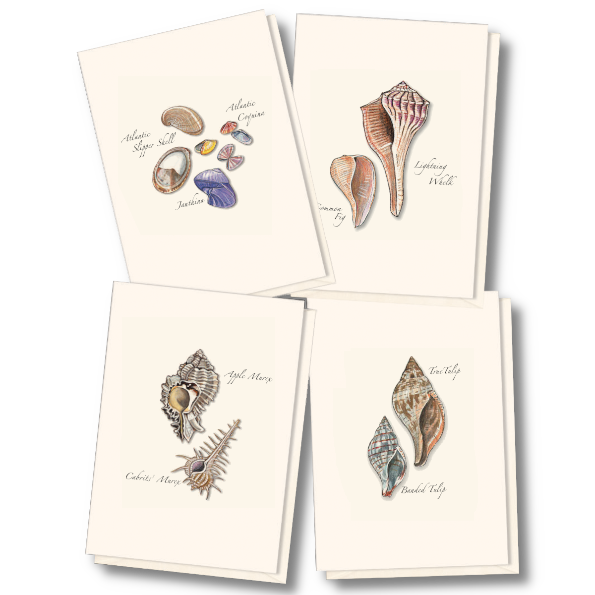 Seashell Assortment Boxed Note Cards